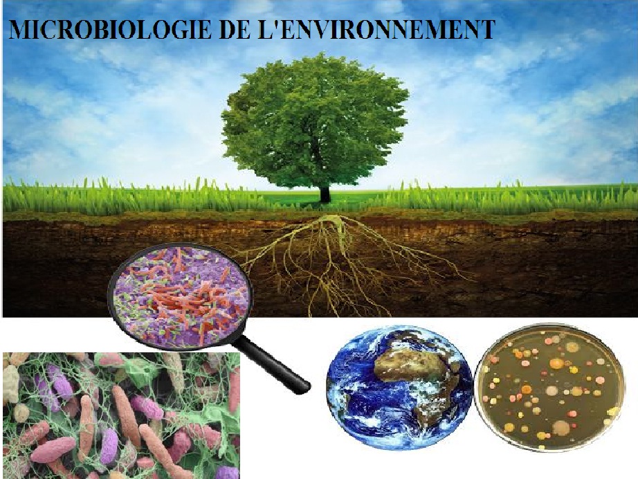 Résumé De Microbiologie De L'Environnement L3 Microbiologie S6